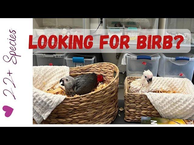 Baby Birb Visit: New Addition? | #parrot_bliss #parrot #hahnsmacaw