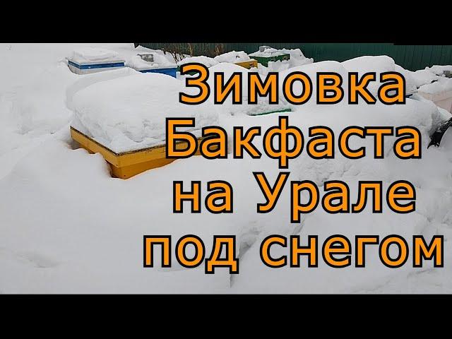 Зимовка бакфаста на воле на Урале