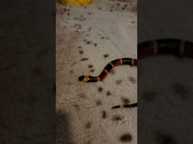 The most venomous snake in the United States! Coral Snake! #venomoussnakes #coralsnake #reptiles