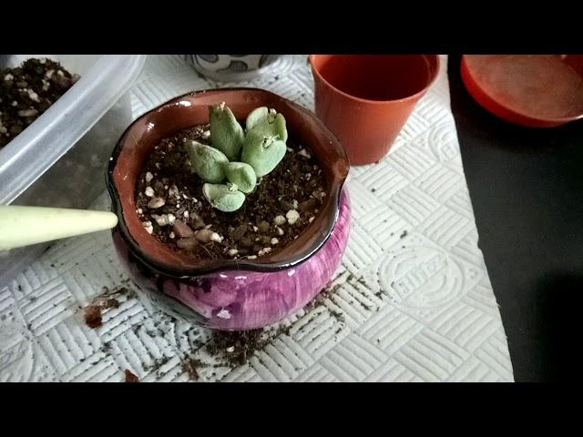 Potting up my (RARE) SUCCULENT with dry shrivel LEAFS ||GIBBAEUM DISPAR|| from S/Africa.