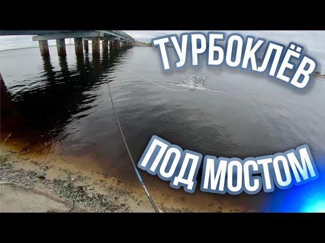 ТУРБО КЛЁВ ПОД МОСТОМ!  ОКУНИ И ЩУЧКИ НА ЛАЙТЕ!