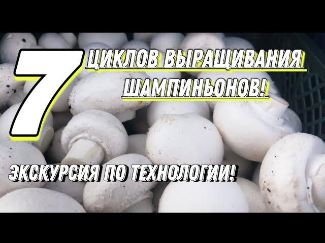 Как вырастить шампиньоны на компосте фазы 2. Все этапы выращивания в одном видео.