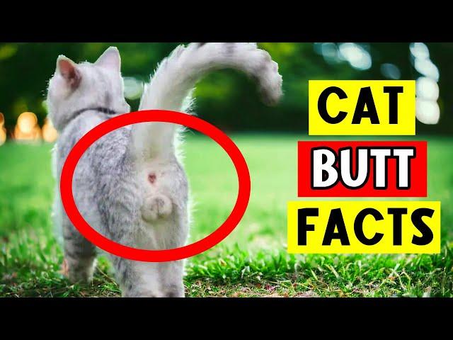 10 Astonishing Secrets About Your Cat's Butt! 