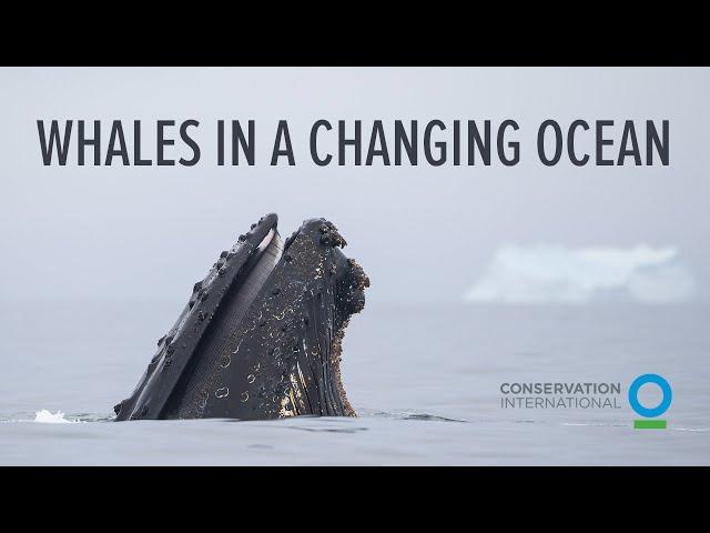 Whales in a Changing Ocean