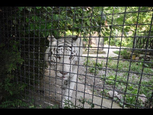 Ялтинский зоопарк "Сказка". ЮБК. Крым. Ялта. Краткий обзор.