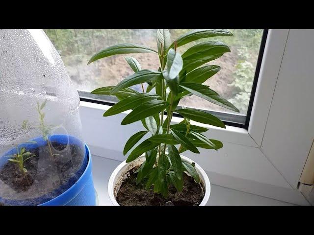 How to grow a pomegranate from a bone on a windowsill.