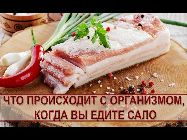 Польза сала: что происходит с организмом, когда вы едите сало