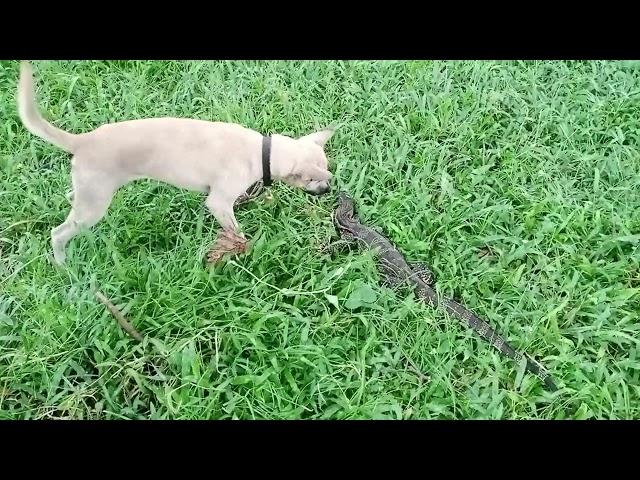 kancil vs biawak #doghunter