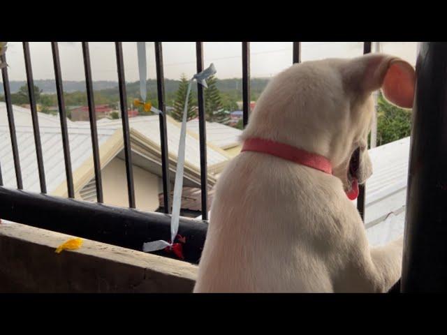 Cute and funny dog loves to play alone | The PAWmazing Friends