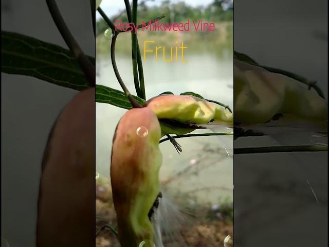 Rosy Milkweed Vine Fruit : Oxystelma esculentum Fruit | Exploring the Medicinal Uses | #shorts