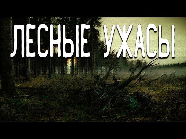 СТРАШНЫЕ ИСТОРИИ ПРО ЛЕС / СТРАШНЫЕ ИСТОРИИ ПРО ТАЙГУ / ДЕРЕВНЯ / СТРАШНЫЕ ИСТОРИИ НА НОЧЬ / ТАЙГА