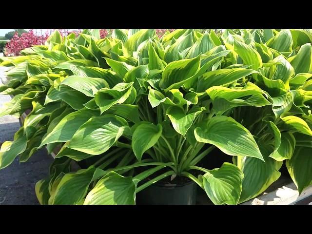 Hosta 'Victory' - Hosta of the Year (2015)