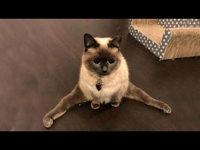 Funny Pets / Funny Cats 2021 / Jokes with Cats / Funny ANIMALS video #63