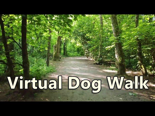 Walk Your Dog TV ~ Virtual Dog Walking ~ In to The Woods