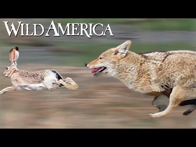 Wild America | S10 E2 Controversial Coyote | Full Episode HD