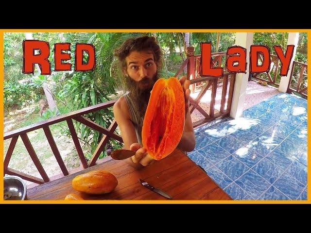 THE BEST PAPAYA VARIETY IN THE WORLD: SUPERSWEET RED LADY