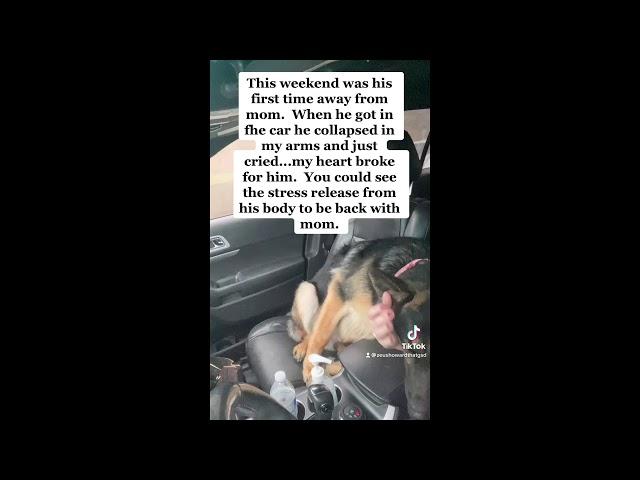 German Shepherd collapses in owners arms and cries