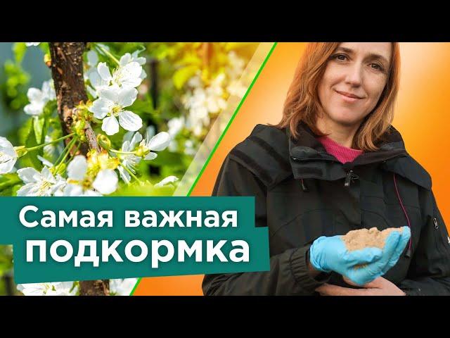 ПОДКОРМИТЕ ЭТИМ ЧЕРЕШНЮ, ВИШНЮ, СЛИВУ ВЕСНОЙ - все ягодки завяжутся, а деревья не будут болеть