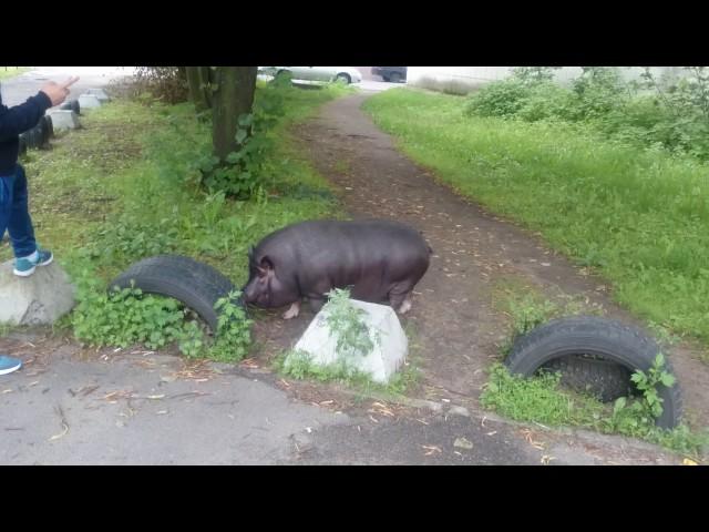 Хрюнтус на васильевском острове!