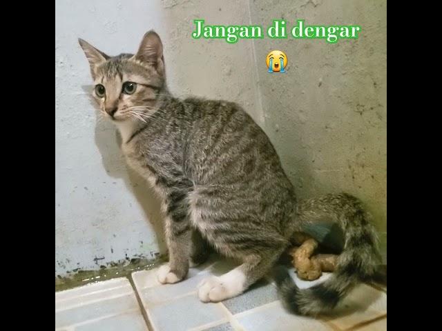 Kucing Lucupart.5#cat #trending #kucing13 #video #mickey13 #pets #shorts #animals #funny #fyp13