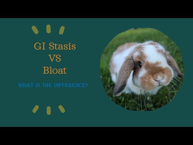 What is Gi Stasis and Bloat in rabbits?