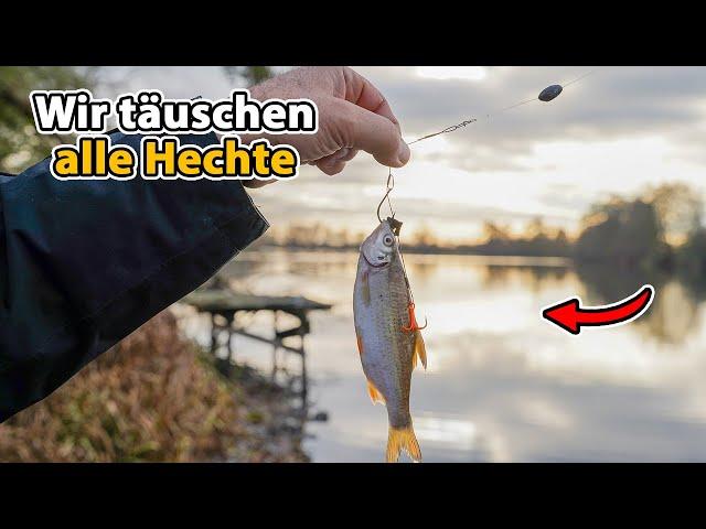 Alarmierend: Angeln mit gezupftem Köderfisch (verbietet das!)