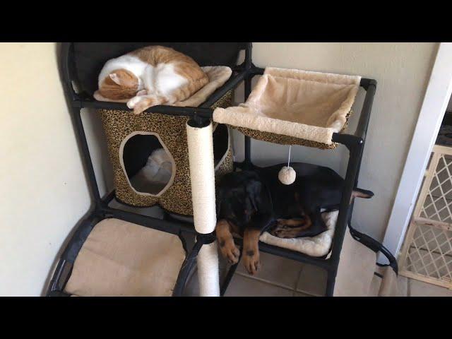 Funny Doberman puppy loves to sleep in cat house  #LokiTheDoberman