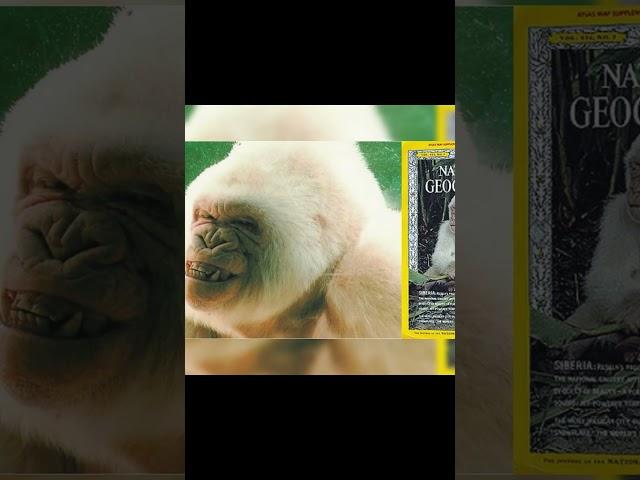 Snowflake the Gorilla | A Rare and Captivating Creature