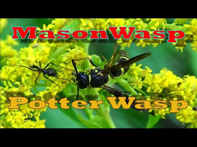 Potter Wasp aka Mason Wasp