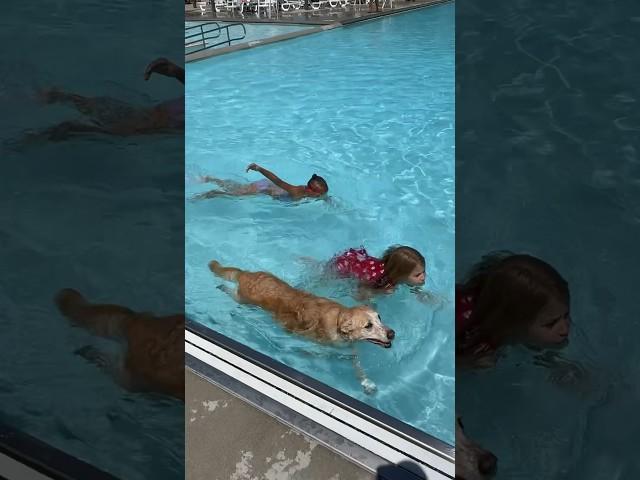 Paws at the pool