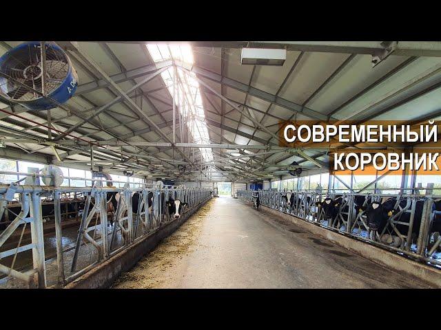 Содержание КРС Голштинской породы. Устройство современного коровника. Ферма Боровецкий станъ.