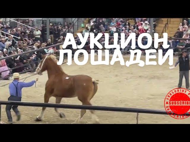 АМИШИ‼️‼️АУКЦИОН ЛОШАДЕЙ.МОЯ РАБОТА‼️‼️