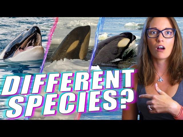 Meet the Radically Different Types of Killer Whales