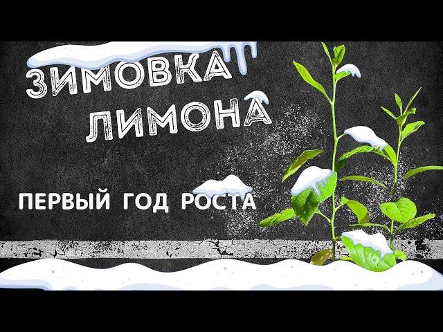 Зимовка лимона из косточки. Первый год роста