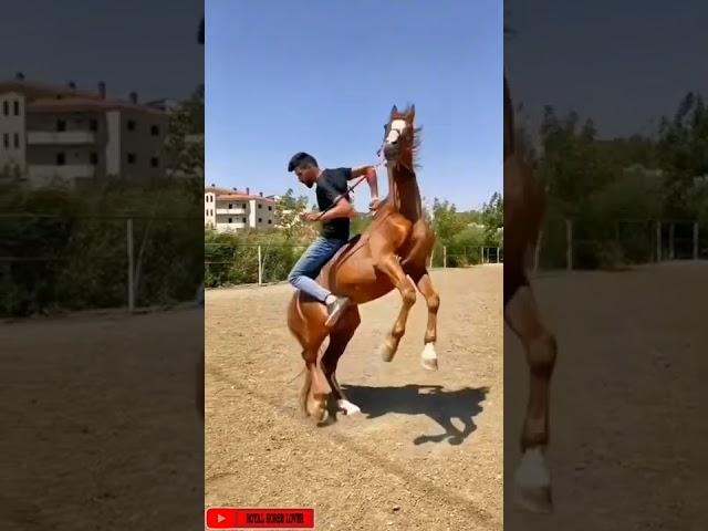 WhatsApp Horse Status