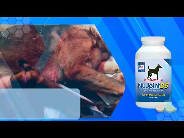 NuVet Plus: The All-Natural Solution for Optimal Dog #dogsupplements @VonGontaHaus