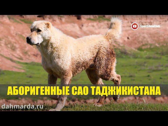 АБОРИГЕННЫЕ САО ТАДЖИКИСТАНА