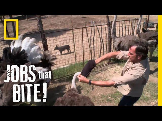 Wrestling an Ostrich | Jobs That Bite