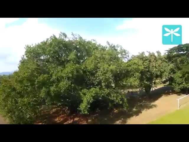 Close call del mini-quad Hopper 250