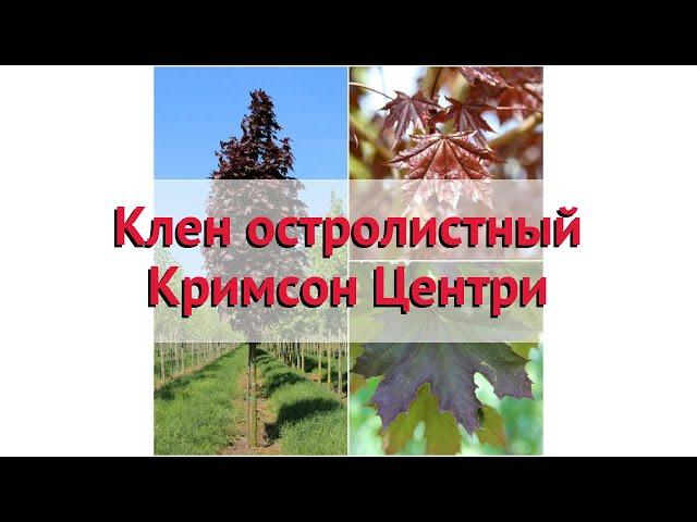 Клен остролистный Кримсон Центри  Обзор: посадка и уход. крупномеры клена: описание и особенности