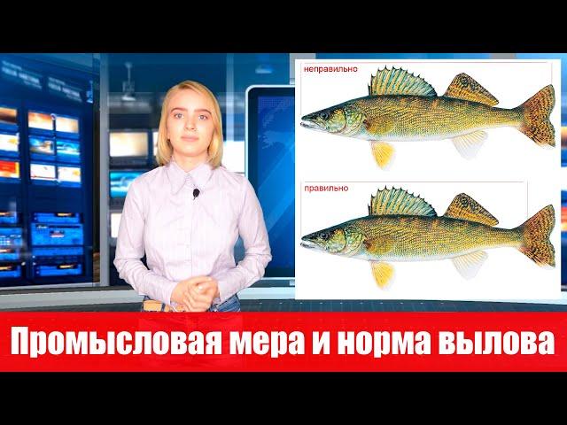 Промысловая мера и норма вылова рыбы в Беларуси