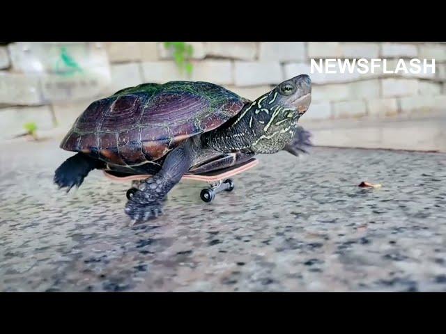 Turtles Whizz Around On Little Skateboards