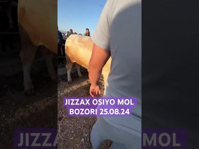 JIZZAX OSIYO MOL QO’Y BOZORI NARXLARI ЖИЗЗАХ МОЛ БОЗОРИ НАРХИ #nexia #жиззах #rek #ozod