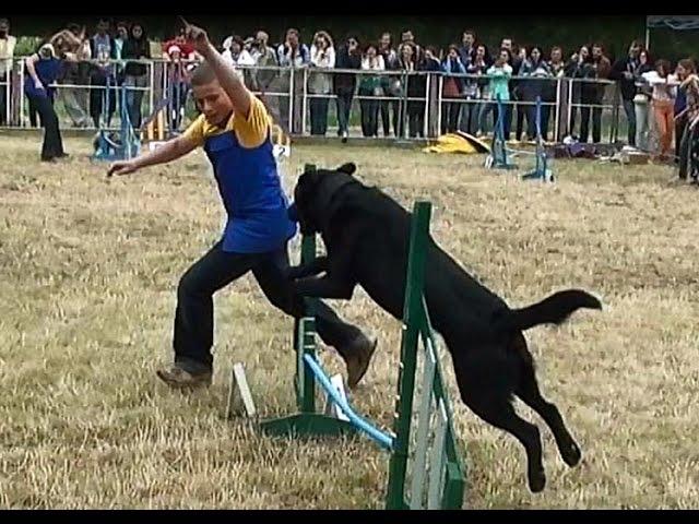 Видео про животных # Аджилити для собак || Agility Dog