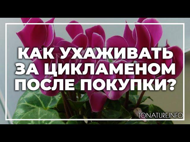 Как ухаживать за цикламеном после покупки? | toNature.Info