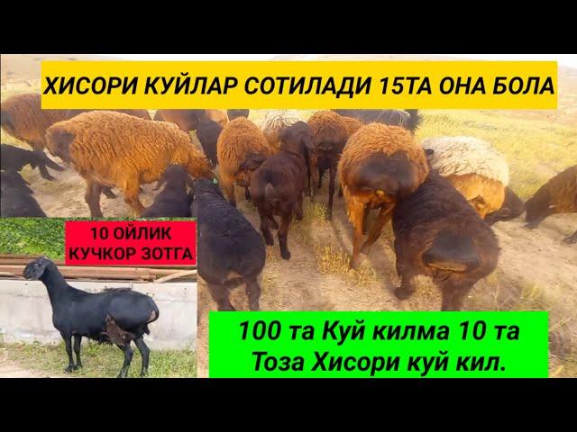 Хисори Куйлар Сотилади 15 та Она бола Тоза Элита. Зотга Кучкор хам Сурхондарё