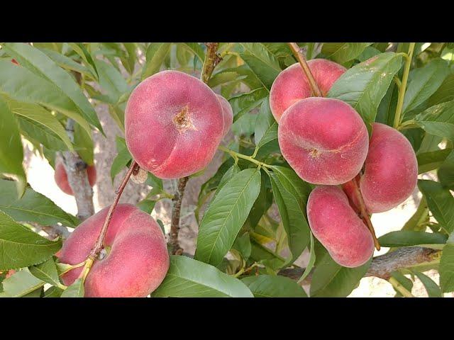 Инжирный персик Свит Ринг. Peach Sweet Ring. Ранний сорт. Просто медовые плоды! Обзор от Макси Сад