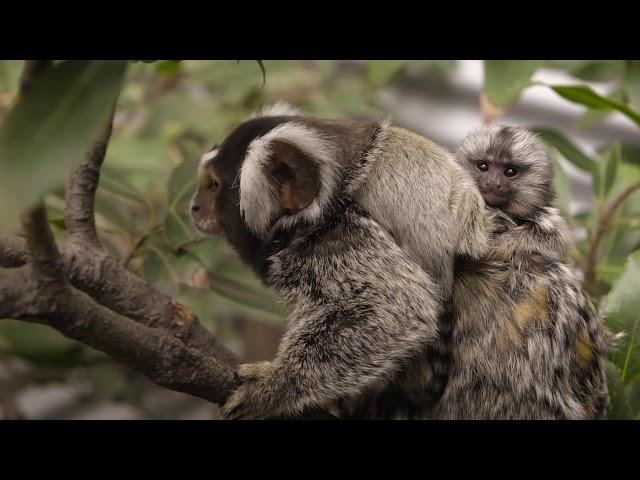 Adorable Twins Born Into Symbio's Marmoset Family