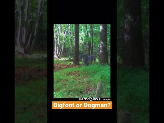 Massive Creature on Trail Camera Carrying a Tree Limb! | Bigfoot or Dogman?