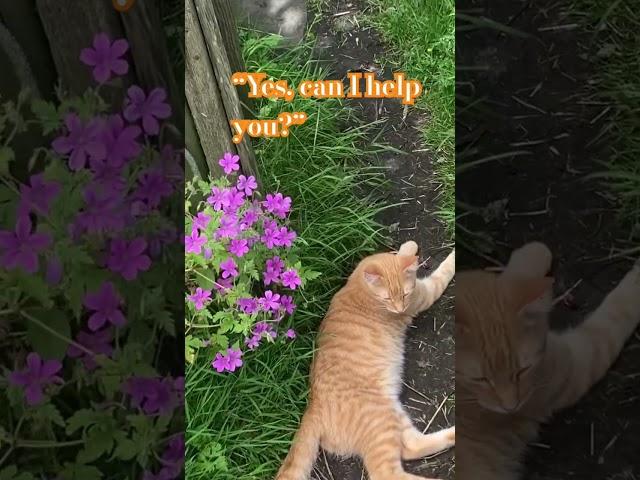 Kitten on a Croft - Path to relaxation . #cat #funnycat #gingercat #kitten